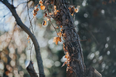 Close-up of flower tree