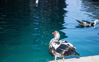 High angle view of duck swimming on lake