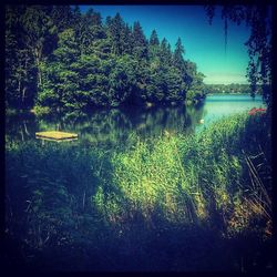 Reflection of trees in lake