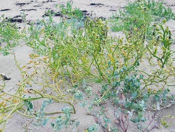 High angle view of plant growing on field