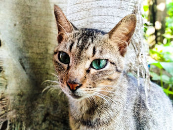 Close-up portrait of a cat