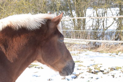 Close-up of horse on snow field