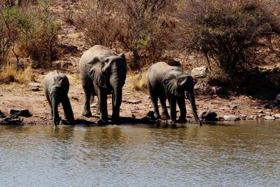 View of elephant drinking water