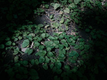 Close-up of ivy growing on tree