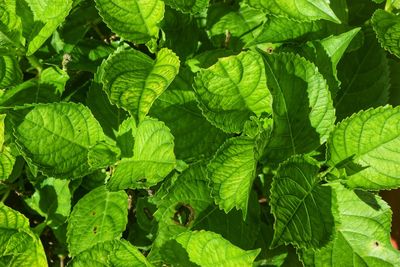 Full frame shot of green leaves