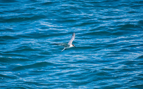 View of seagull flying over sea