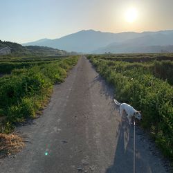 View of sheep on road