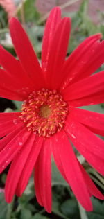 Close-up of raindrops on red flower