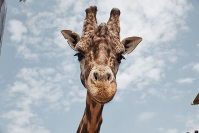 Low angle view of giraffe against sky