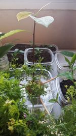 High angle view of potted plants in greenhouse