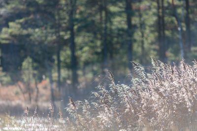 Close-up of grass in forest