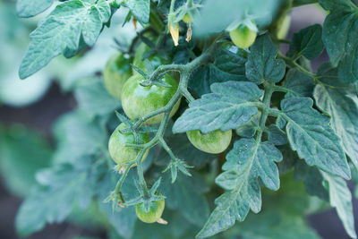 Close-up of fruit growing on tree