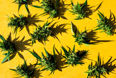 Close-up of yellow flowering plant