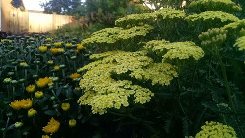 Close-up of yellow flowers blooming outdoors