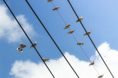 Low angle view of birds on cable against sky