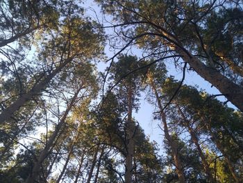 Low angle view of trees against sky