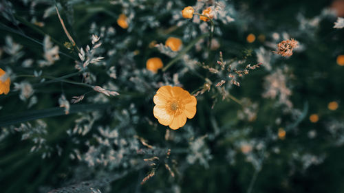 Close-up of yellow flowering plant