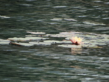 Ducks swimming in lake