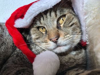 Close-up portrait of a cat