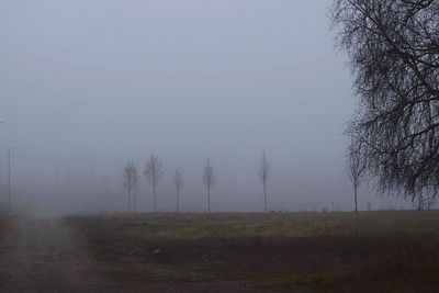 Bare trees on grassy field in foggy weather