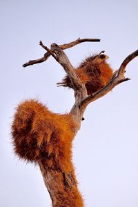 Low angle view of lizard on tree against sky
