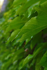 Full frame shot of fresh green leaves