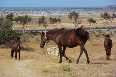 Horses walking on land