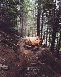 View of a horse in the forest