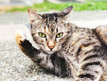 Close-up portrait of a cat