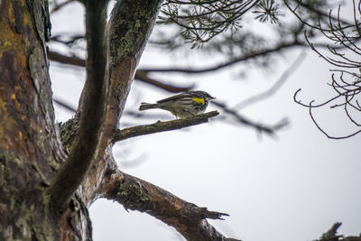 Low angle view of bird perching on tree