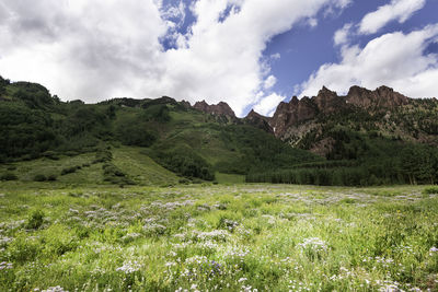 Scenic view of field against sky