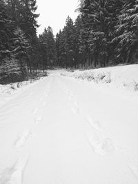 Snow covered road amidst trees during winter