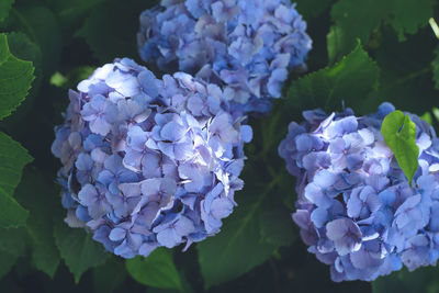 Close-up of purple hydrangea flowers