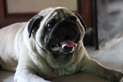 Close-up portrait of dog sitting at home