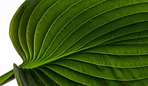 Close-up of palm leaves