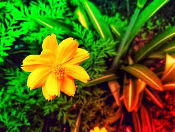 Close-up of yellow flowering plant