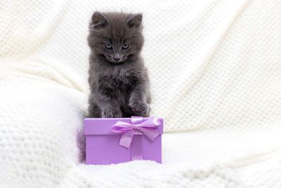 A cute gray kitten is sitting next to a gift box. gifts for valentine's day and birthday.