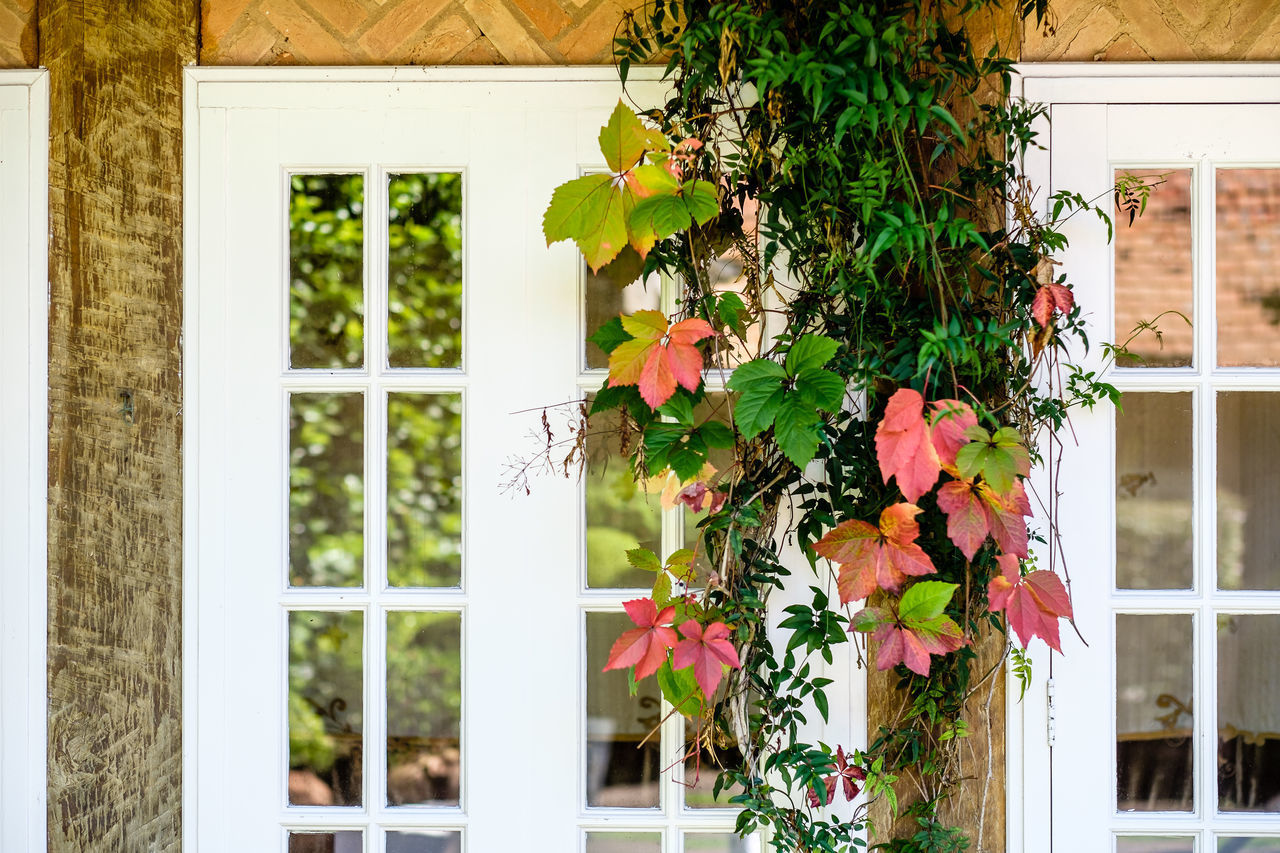 CLOSE-UP OF FLOWER TREE AGAINST HOUSE