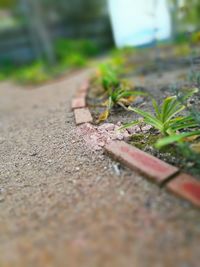 Close up of leaf on street