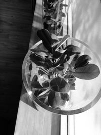 Close-up of potted plant on window sill