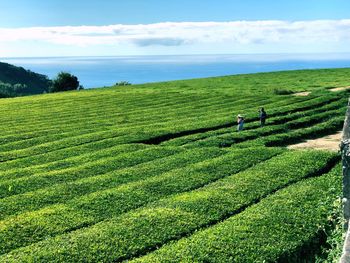 Scenic view of agricultural field against sea