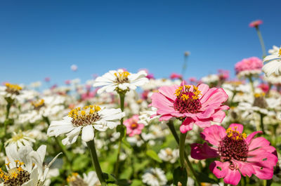 Close-up of pink flowering plants against clear sky