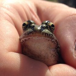 Close-up of cropped hand