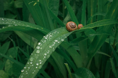 Close-up of snail on plant and raindrops