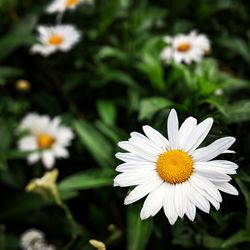 Close-up of white daisy flowers