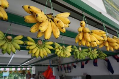 Low angle view of fruits hanging on plant