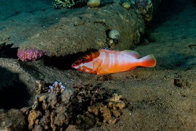 Fish swimming in sea