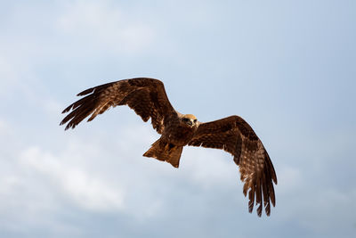 Low angle view of eagle flying against sky