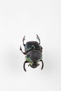 Close-up of insect on white background