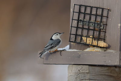 Bird perching on a feeder